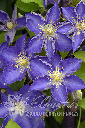 Клематис гибридный Стефан Франзак